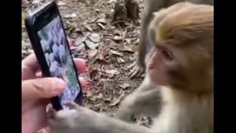 #trending 😂 Funny 🤣 monkey funny video,#shorts ,funny video