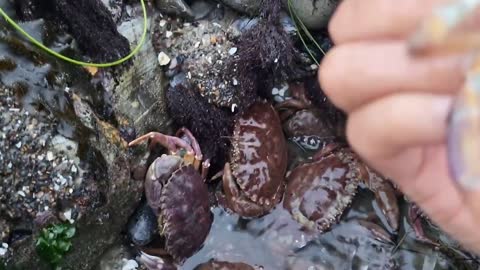 Angry crabs 🦀 tide pools fighting