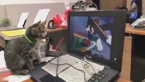 Two Cats Watching Tom Jerry