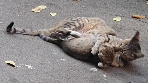 Seal of a mother cat to her child.