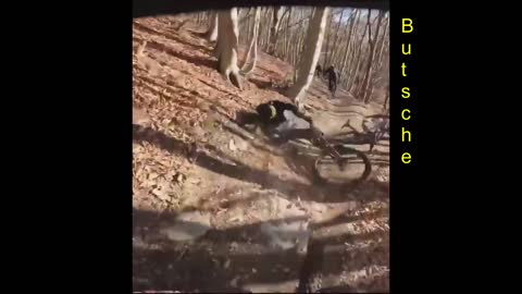 MTB Bike Fail 2022 - ich dachte der Baum #self made #nobodyfake #short