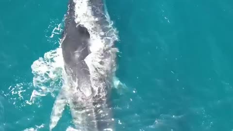 Rorqual With Crooked Spine Filmed Struggling Off Spanish Coast