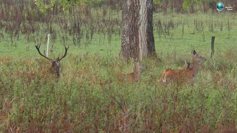 Belgium Ardennes. Deer