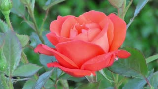 Red Rose opening up his petals