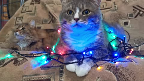 Naughty catt playing on lights 😍