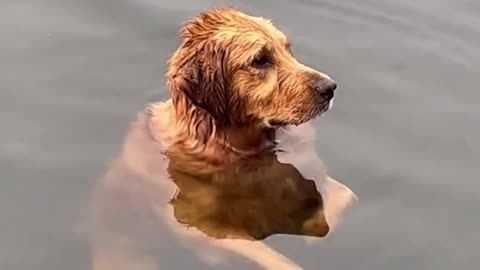 Golden retriever dog pool time swimming time