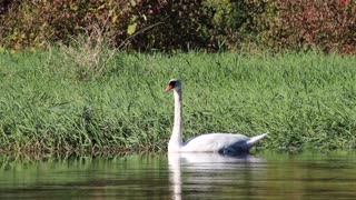 Mr Swan Squawking - Pond Slider Turtle & a Garter Snake