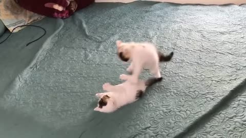 Cute Kittens || playing together || Enjoying