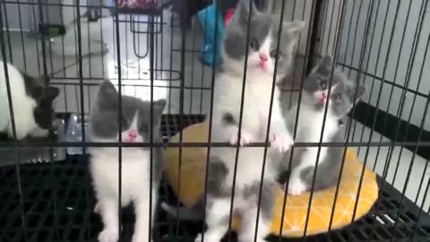 Three that the cute kitten action is consistent