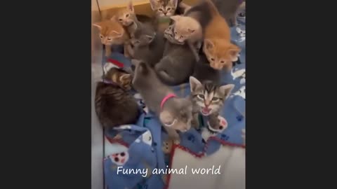 Funny cat videos 2024 | Funny animal videos | cats fail moments 2024 | try not to laugh