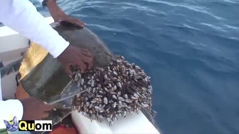 Quitando PERCEBES del caparazón de TORTUGAS MARINAS en México y España | Limpiando Tortugas