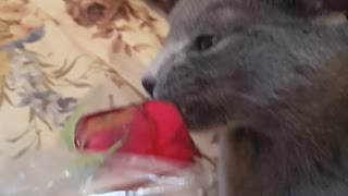 Masha The Russian Blue And Red Rose