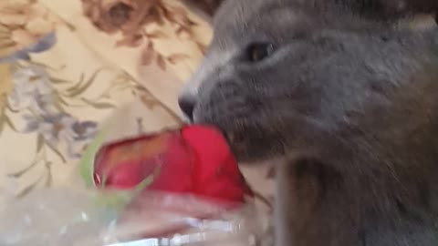 Masha The Russian Blue And Red Rose