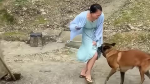 This dog saved its owner from a falling branch 🤨 Real or fake