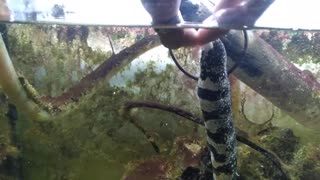 Hand Feeding Snowflake Moray Eel - IV