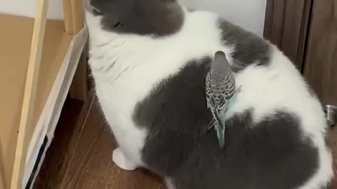 Cat Funny with Hummingbird