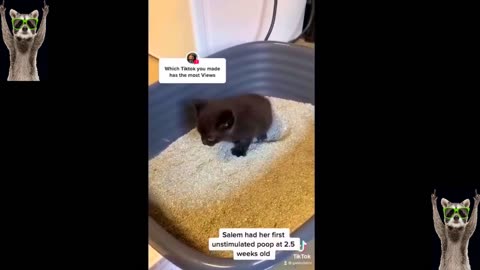 Cats and Dogs Bringing the LOLs | Best Funny Animal Videos 2023 🐾