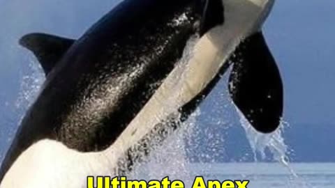 Orca | The Killer Whale