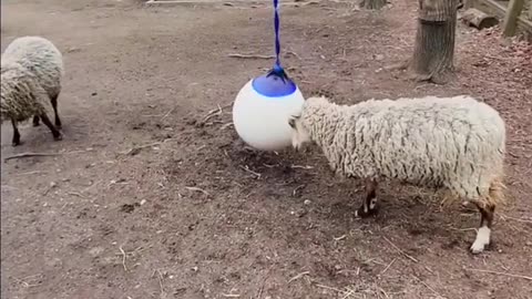 Look At The Goats Play With A Hanging Ball!