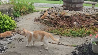 Kitty City - Saturday Morning