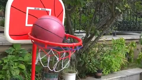 Cat playing basketball very good playing