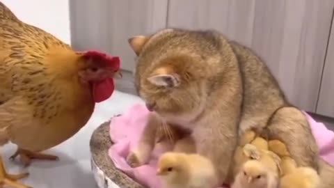 Chicken asked cat, Who are you? 😂🐔🐈 Joy Funny Factory