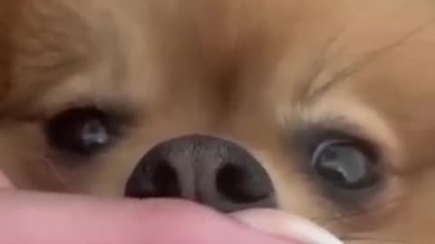 Cute dog fanny video