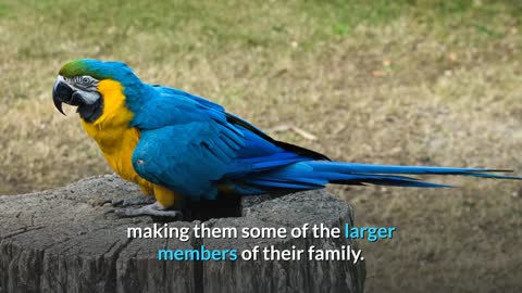 Blue and Yellow Macaw Facts 101