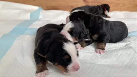 The newborn puppy brothers were bleary-eyed
