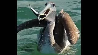 Young pelican swallows fish while!