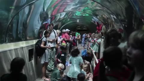 Dugong Island's Pig & Wuru at SEA LIFE Sydney Aquarium