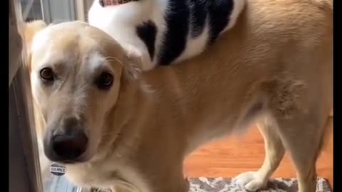 Funny cat and dog videos 2023 😂