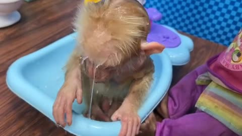 Nanny BiBi helps dad take care of baby monkey