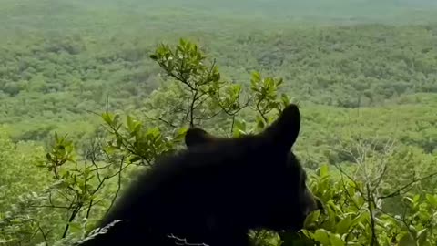 Много нас таких любителей зелень пожевать, или ягодки с куста...😄