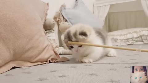 Funny training for cats