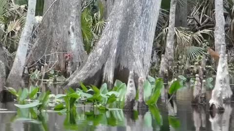 Family of wild monkeys on the Silver River - Florida