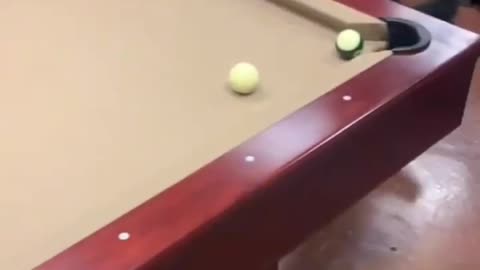 You can believe this! Dog playing better a POOL🙉