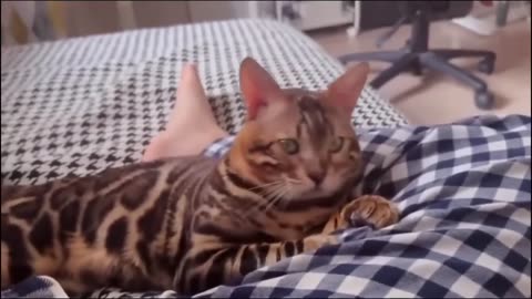 Funny dog and cat videos to try not to laugh at!