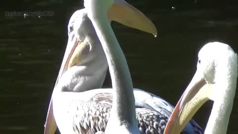 Great white pelican - Wikipedia , Catch birds for food #animals #birds #birding
