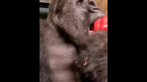 Throwback to everyone's favorite silverback!