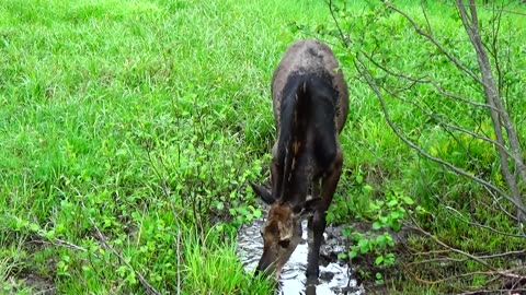 Mudhole Moose