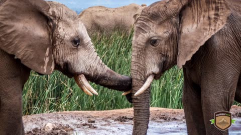 Elephant Sightings From Addo Elephant National Park - Photo Montage