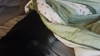 Loki blanket