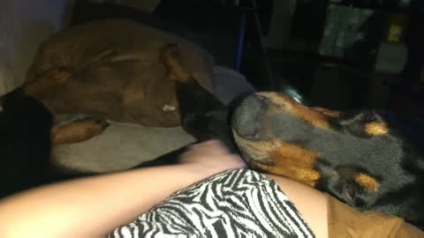 Needy Doberman demands to be scratched