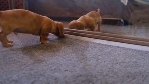 Cute Moment || Puppies || Enjoy || Cute Dog