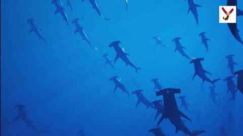 Shark can regenerate damage fins - 10 facts about sharks #viral #viralTiktok #shark