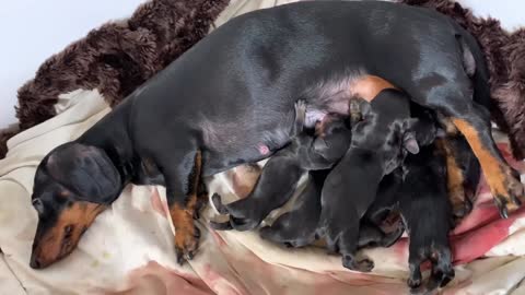 Dachshund is giving birth