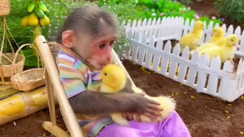 BiBi obedient helps dad take care of ducklings and garden #duckling #monkey