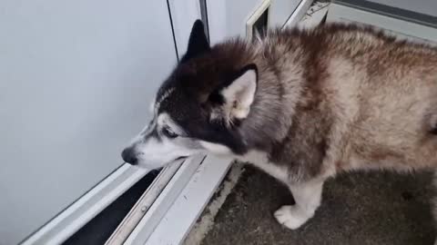Huskies Reaction When He Realises She Isn't Really There!