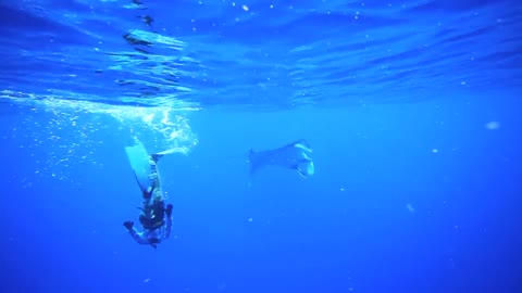 Freediving with Giant Manta off Maui, Hawaii